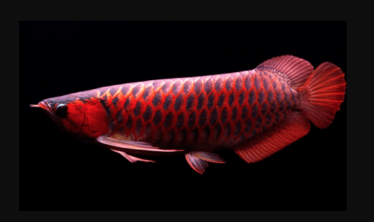 Jenis-Jenis Ikan Arwana